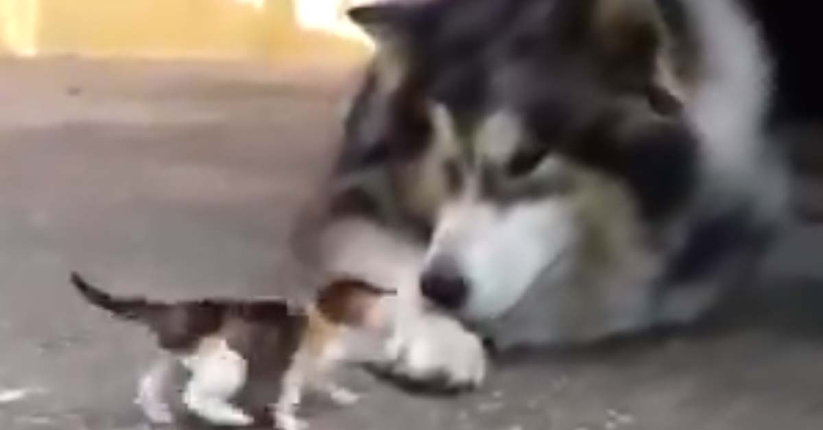 Gattino che gioca con un husky: il video