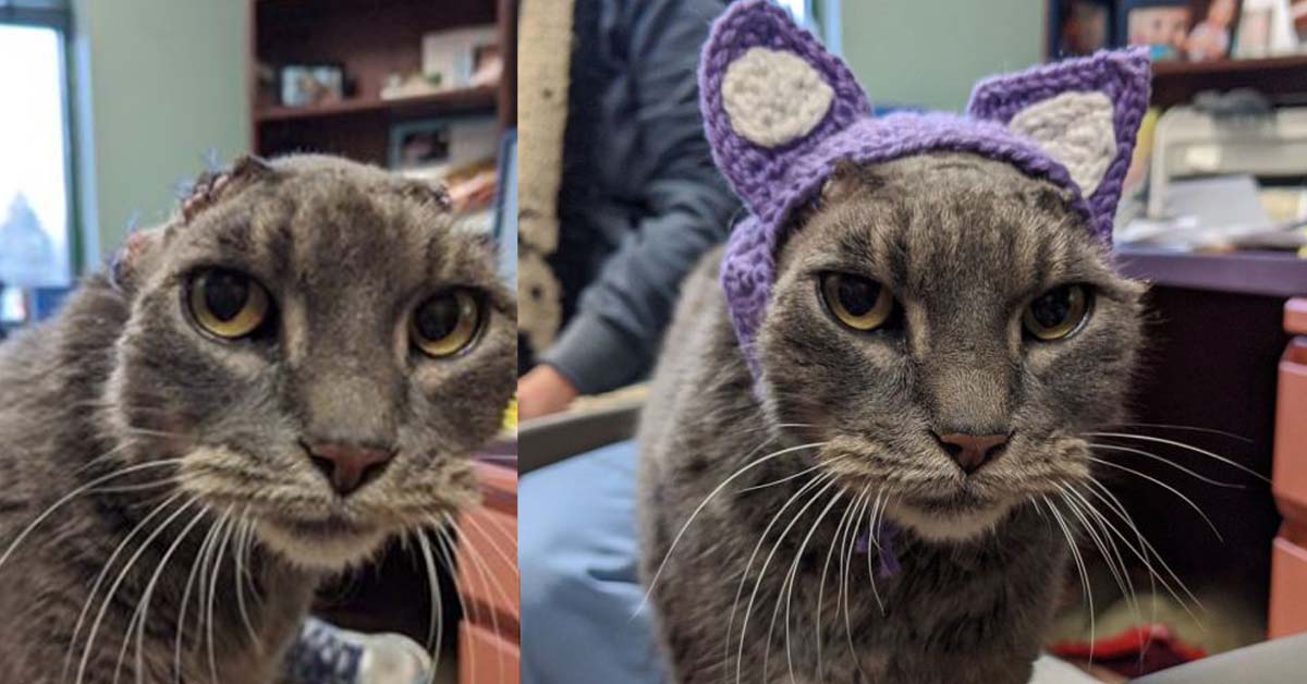 Lady, la gattina senza orecchie, ha trovato finalmente una casa