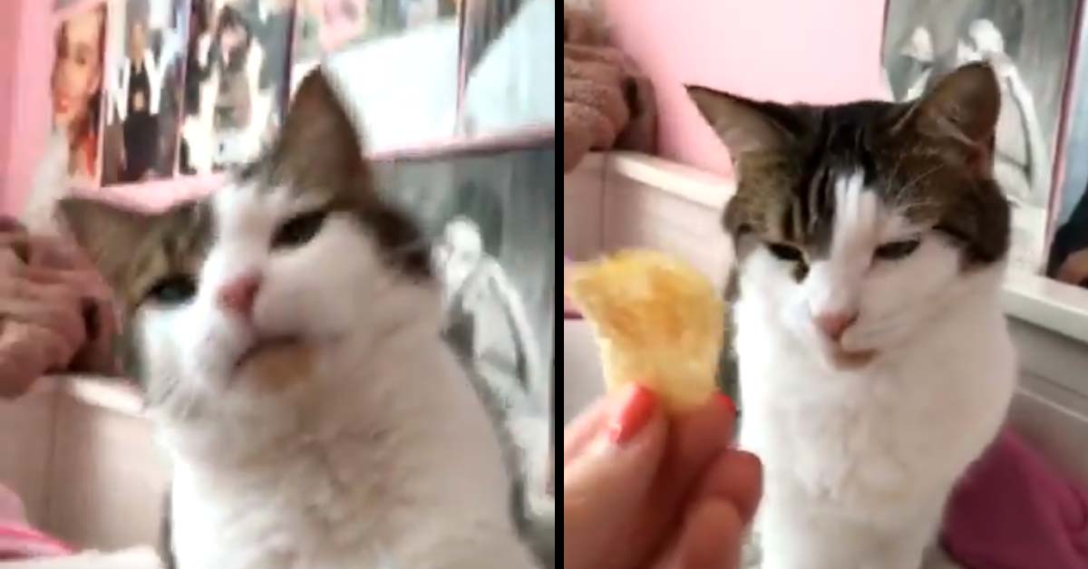 Missy, il gattino che ha assaggiato una patatina: il video della sua reazione è virale