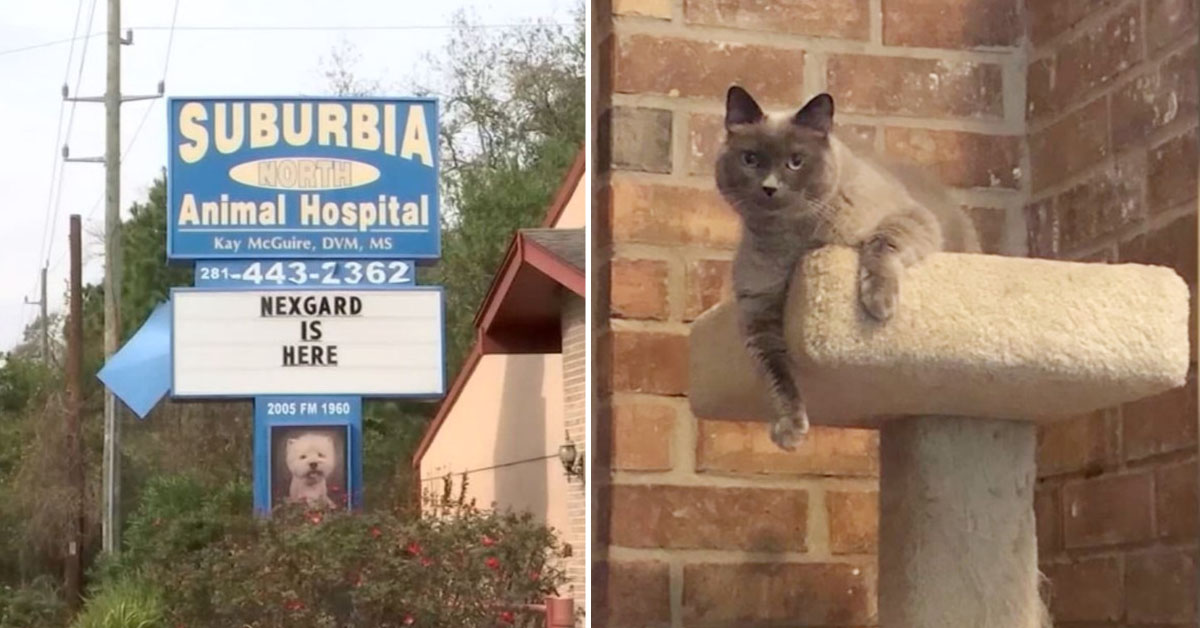 Sophie, il gatto soppresso per un errore del veterinario