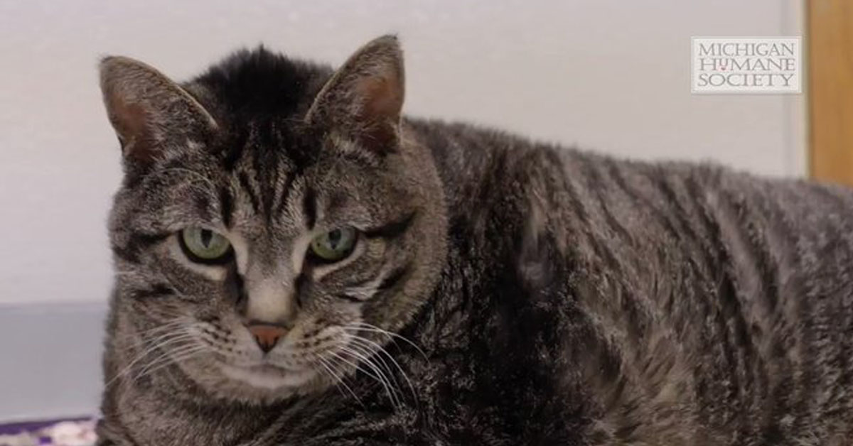 Zack, il gatto obeso che finalmente ha trovato una famiglia