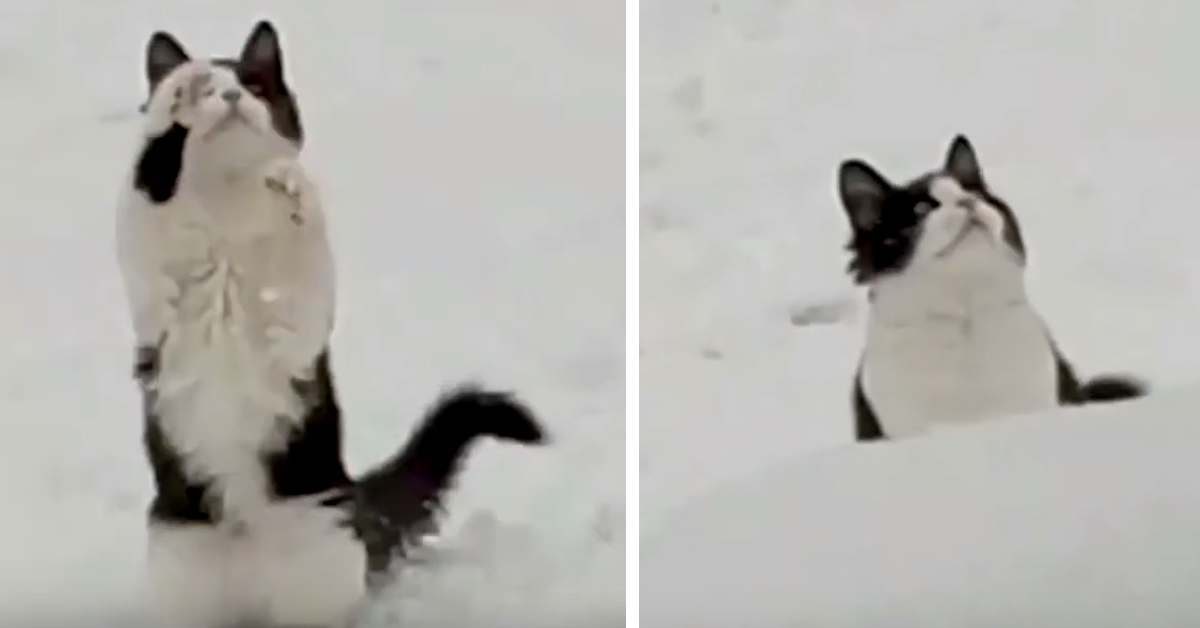 Il video del gattino che vede la neve per la prima volta