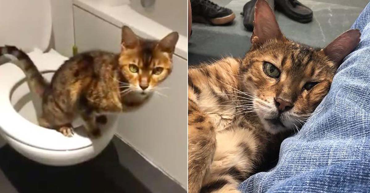 Ramen, il gattino che sa fare i bisogni nel wc