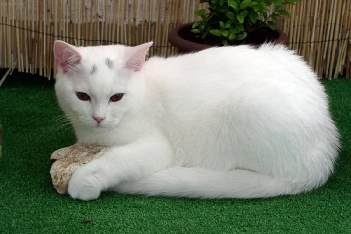 Как называется белая порода кошек. Порода Бритиш Шортхэйр. Анатолийская короткошерстная белая. Анатолийский кот белый. Анатолийская турецкая короткошерстная.