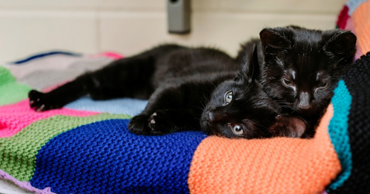 Dot, il gattino che ha salvato il fratellino dal congelamento