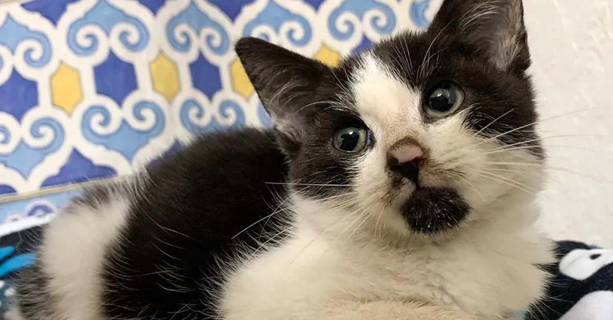 Dudley, il gattino che è riuscito a trovare la felicità grazie al suo angelo custode (video)