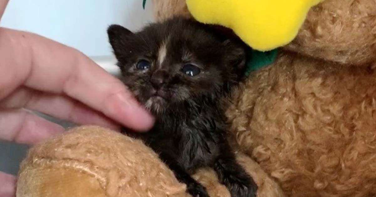 EJ, il gattino minuscolo che grazie al suo coraggio oggi è finalmente felice (video)