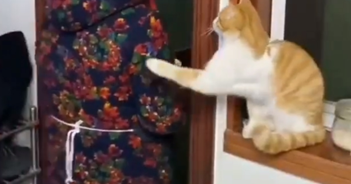 Il gattino “portiere” che ha conquistato il web (Video)