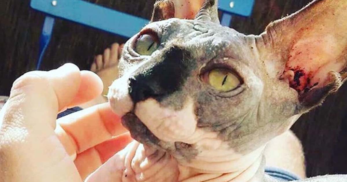 Isildur, il gattino Sphynx che nonostante la cecità non smette di essere felice