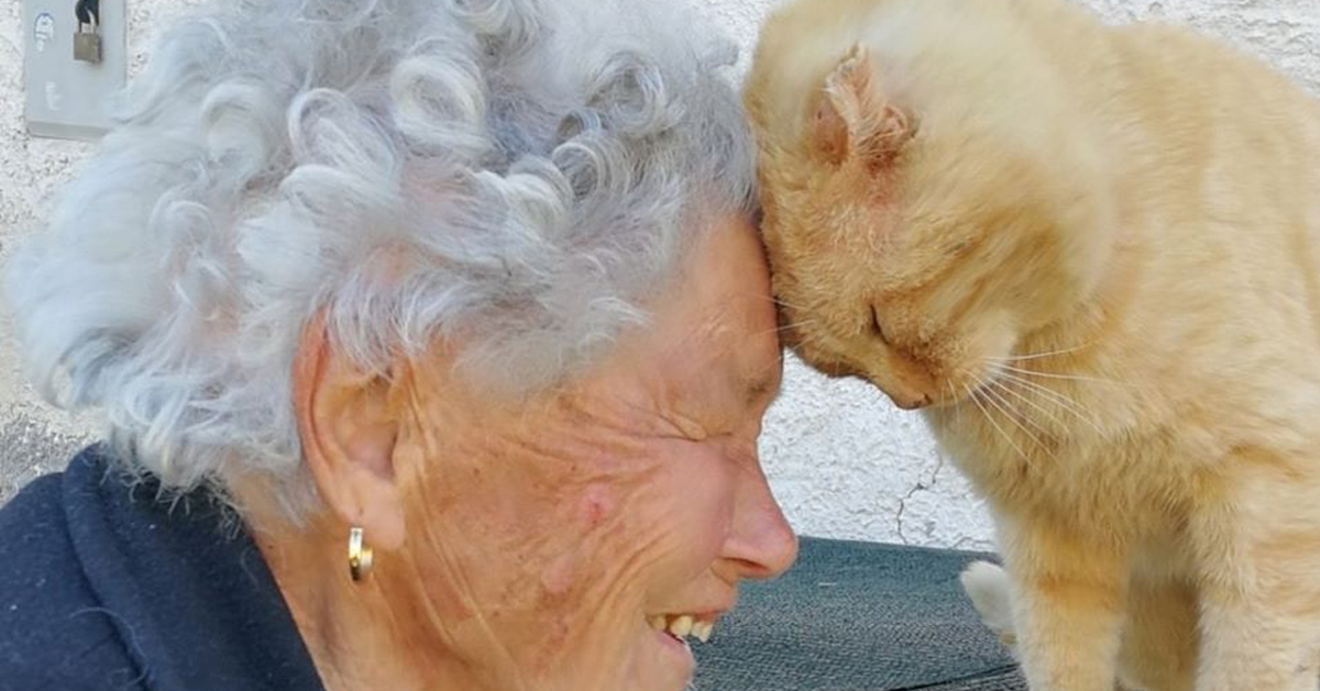 Mimmo, il gattino che ha ritrovato l’anziana proprietaria dopo 3 anni dal terremoto (video)