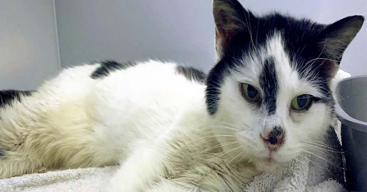 Missy, la gattina che ha riabbracciato la proprietaria dopo 11 anni