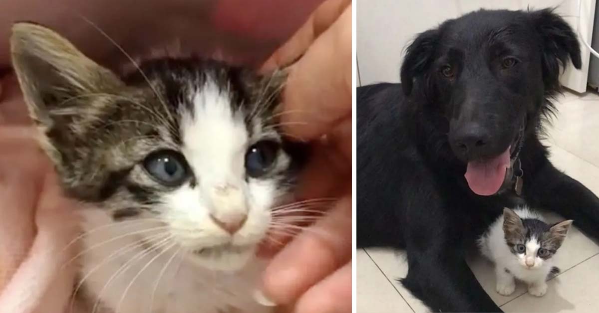 Phoenix, il gattino salvato da due cani che oggi è finalmente felice (Video)