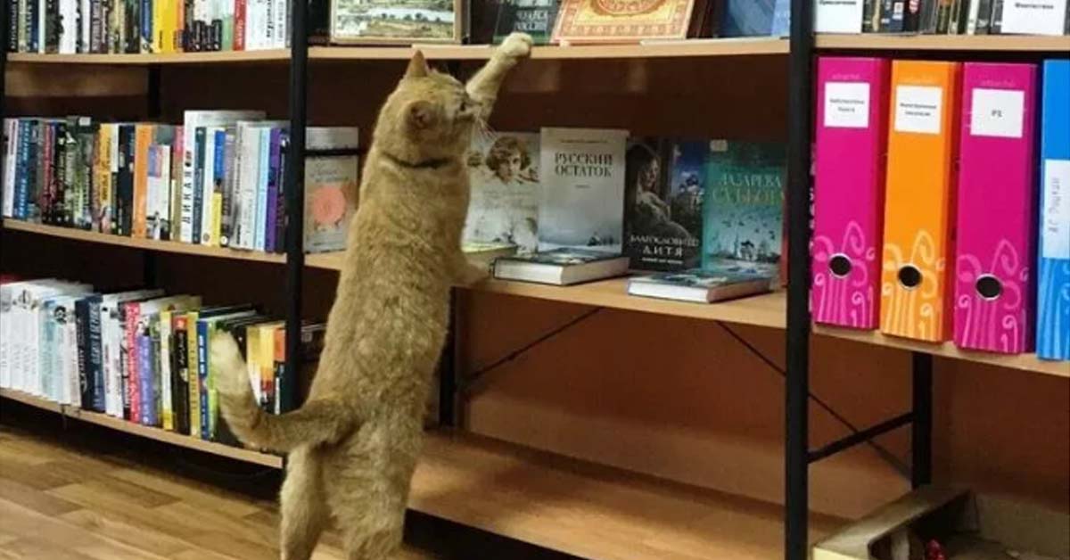 Stepan, il gattino Influencer che lavora in una biblioteca con tanto di stipendio