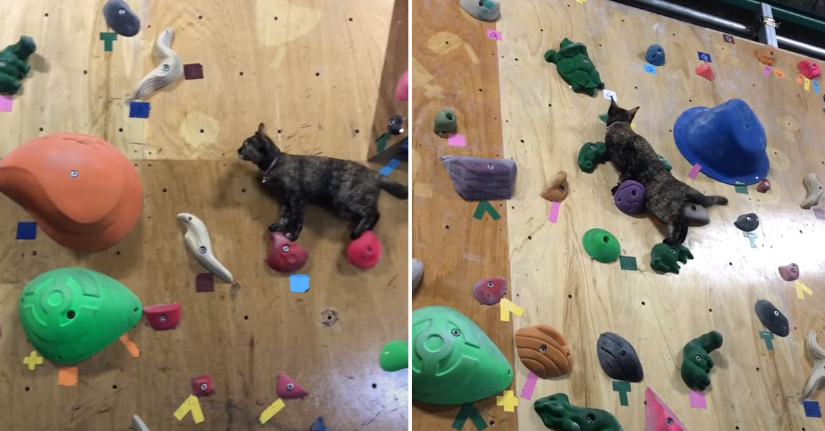 Il gattino che è diventato il Re dell’arrampicata (video)