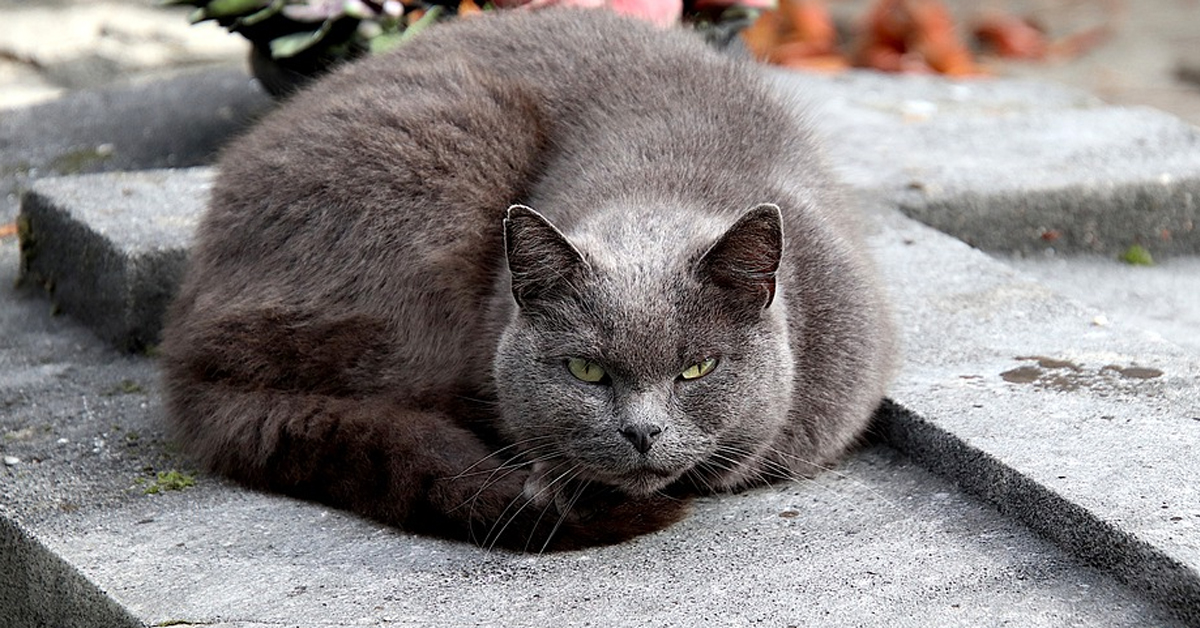 Gatto arrabbiato