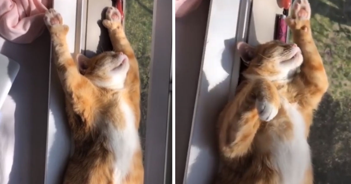 Il gattino prende il sole sul davanzale della finestra e il video conquista il web