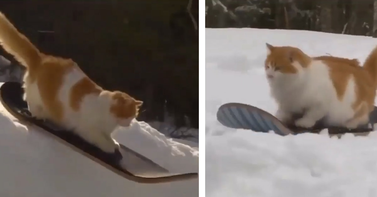 Il gattino va sullo skateboard e conquista il web (video)