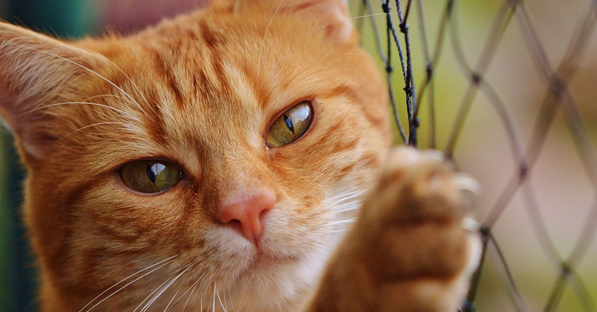 Loki, il gattino che è tornato a casa dopo ben 6 anni