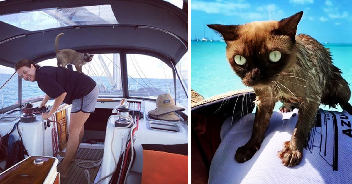 Miss Rigby, la gattina che vive come un marinaio e che piace tanto sul web (video)