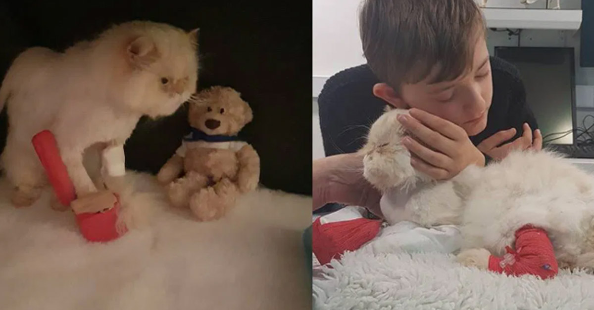 Simba, il gattino che ha aiutato un bambino autistico a ritrovare la felicità