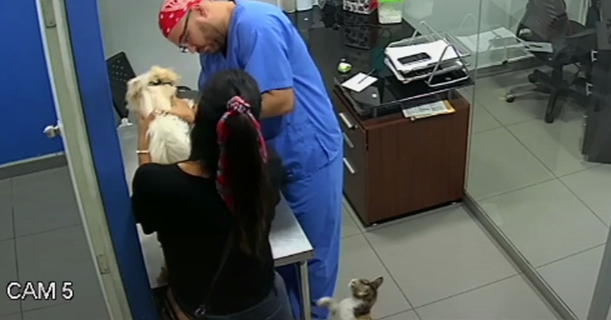 Un gattino e un cane si alleano contro il veterinario (video)