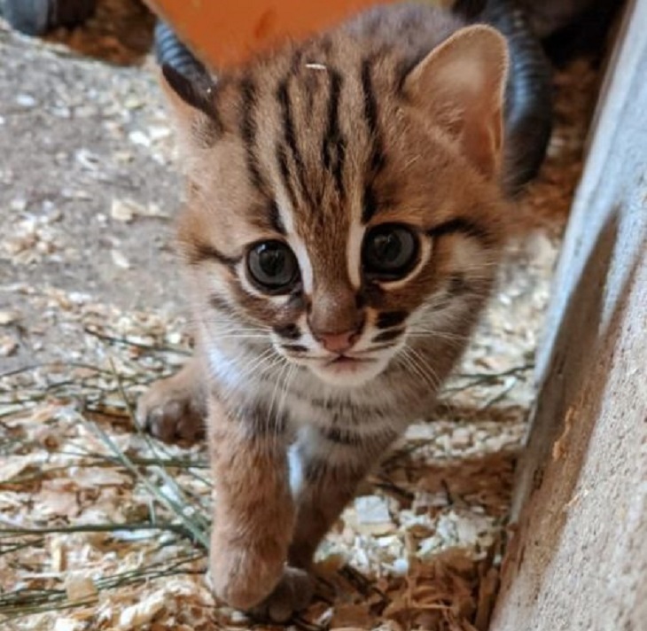 gatti rugginosi speranza