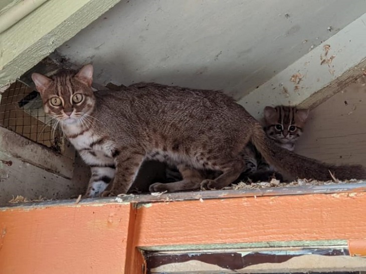 mamma gattini rugginosi protettiva