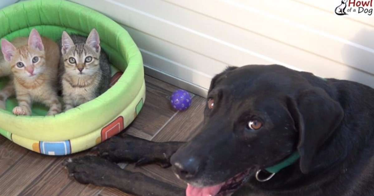 Biscotte e Mistigri, i due gattini che hanno trovato la felicità grazie ad un cane (video)