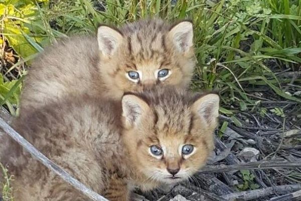 duna sira gattini padroncina