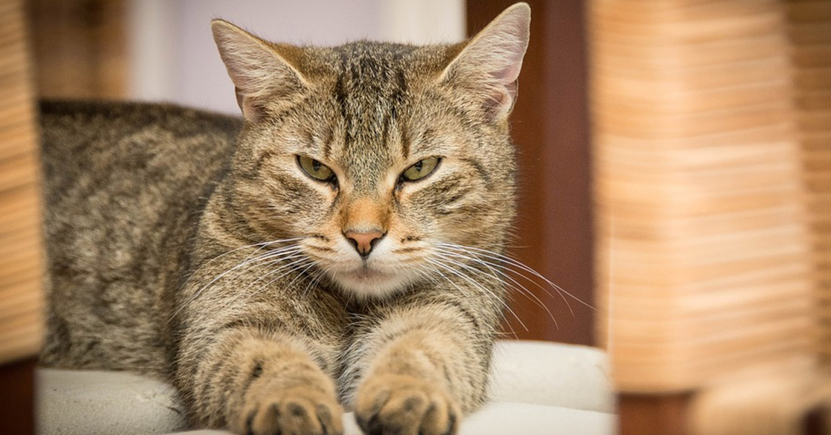 Fripouille, il gattino scomparso che è ha riabbracciato la sua proprietaria dopo 5 anni