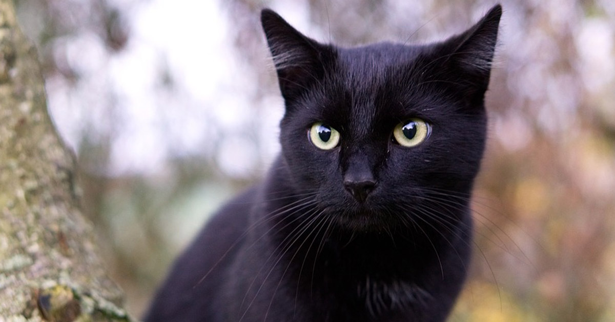 Gattino nero trovato in condizione disastrose, adesso può camminare di nuovo