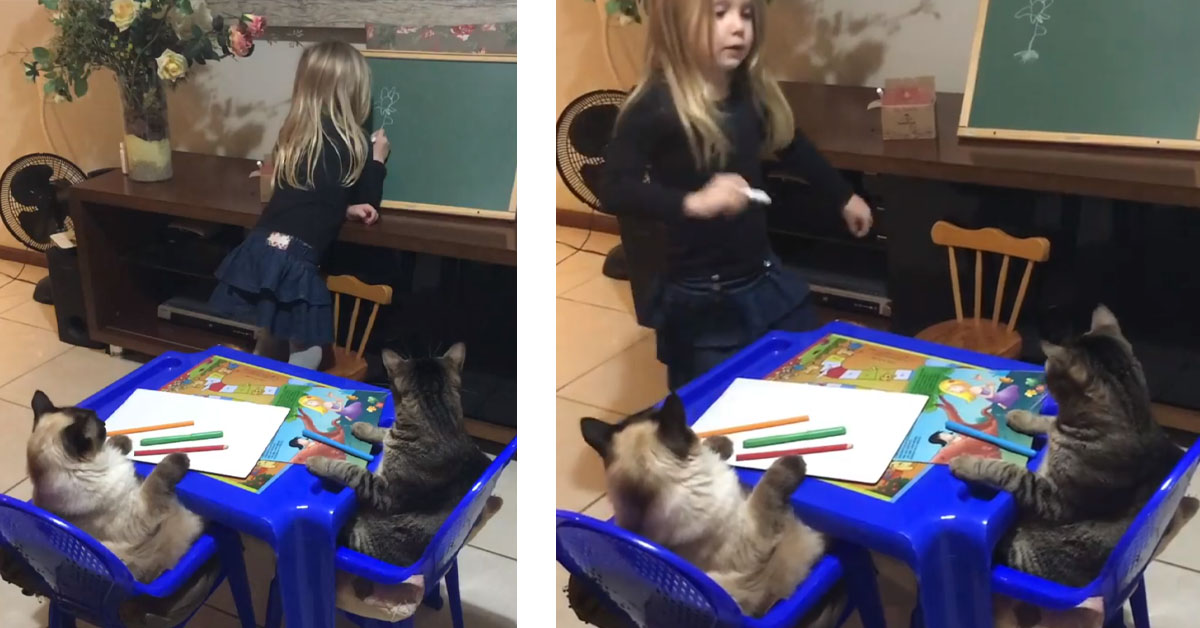 I gattini vanno a scuola dalla bambina che fa la maestra (video)