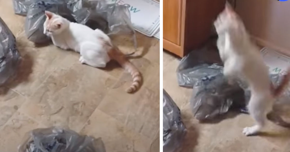 Il gattino che impazzisce di gioia per le buste di plastica (video)