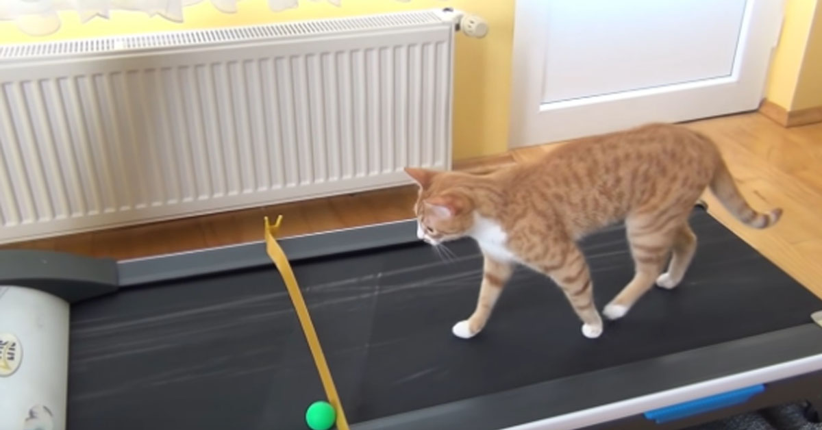 Il gattino prova a fare il tapis roulant e il risultato fa il giro del web (video)