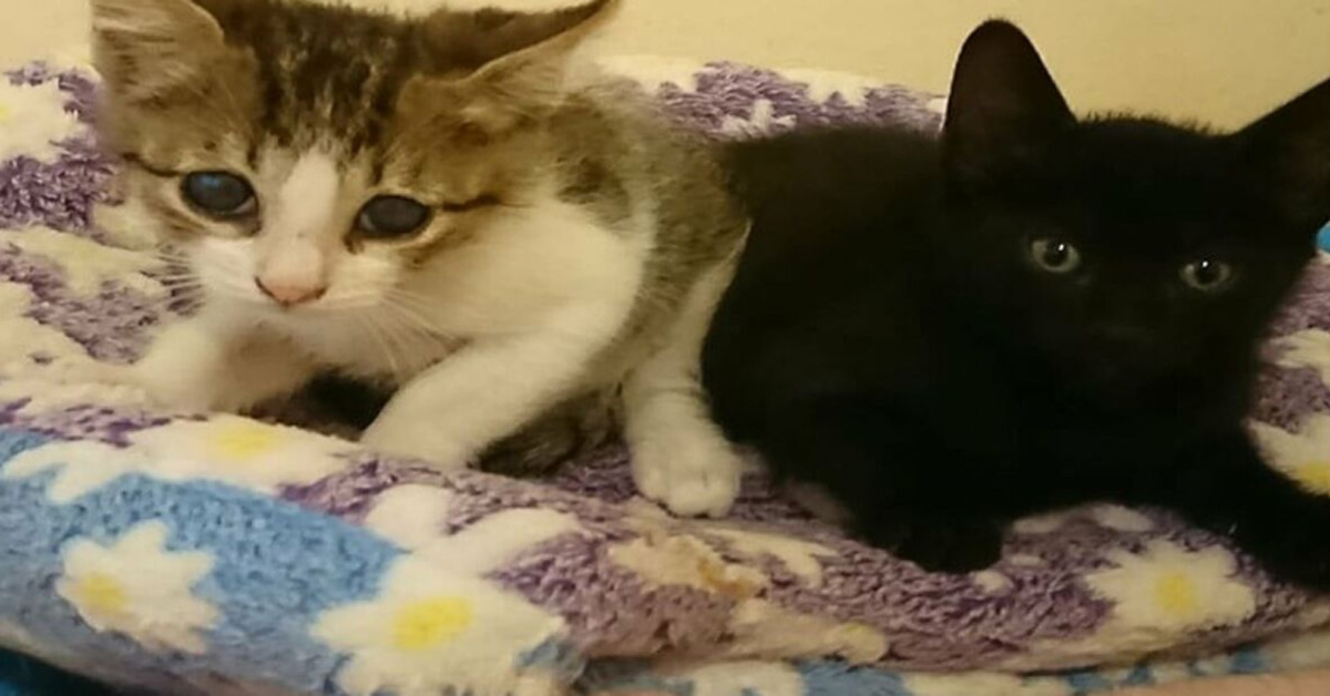 Conguito e Patitas, i due gattini che dopo mille sofferenze ora cercano l’amore e la felicità (video)