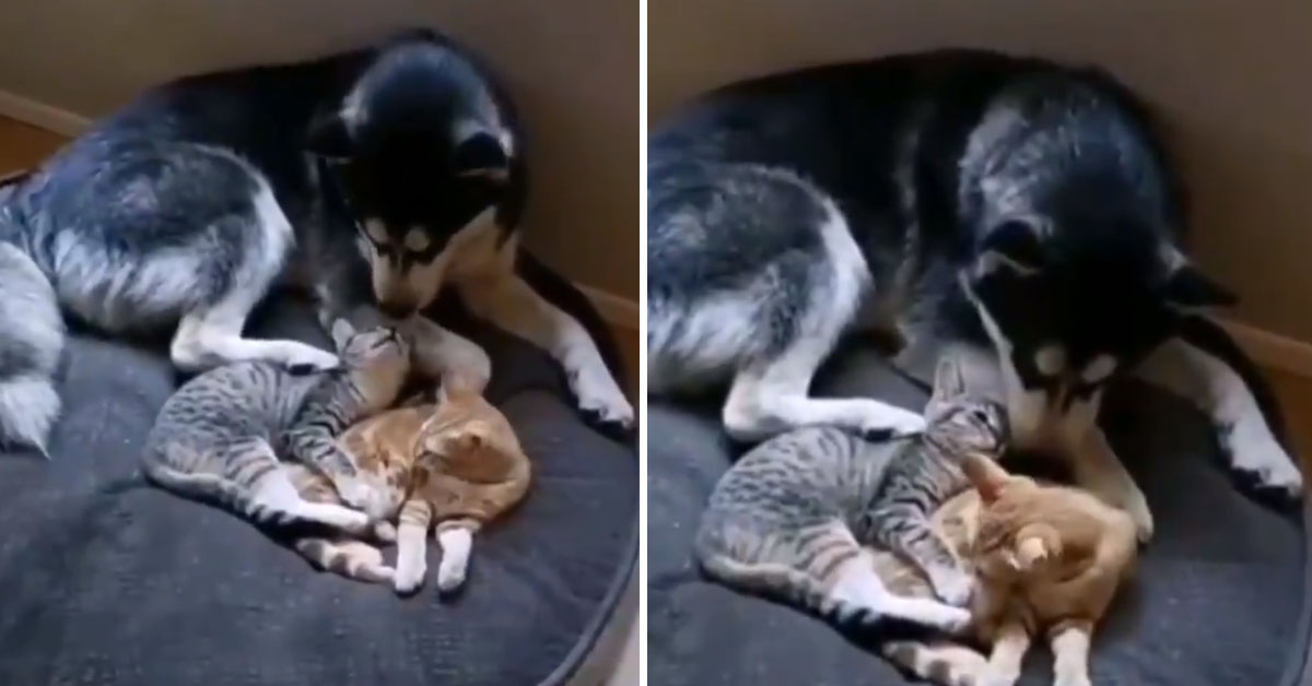 I due gattini dormono insieme ad un Husky e il video intenerisce il web