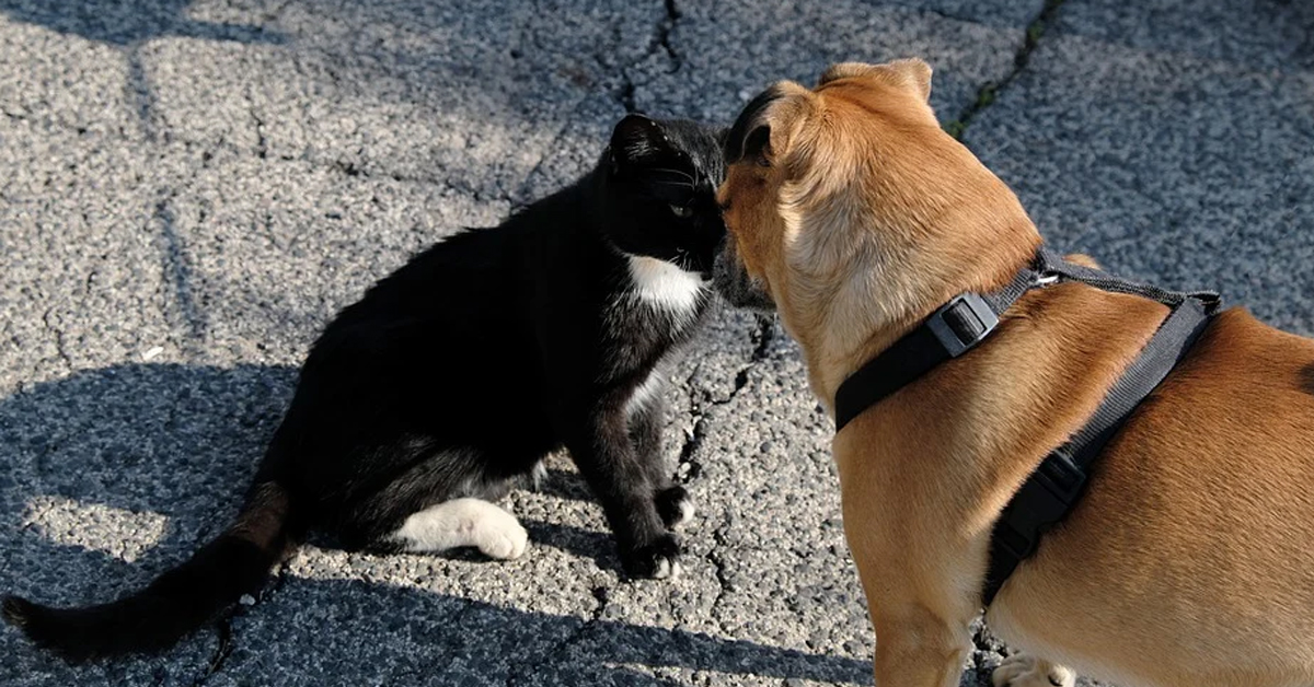 Gatto con un cane