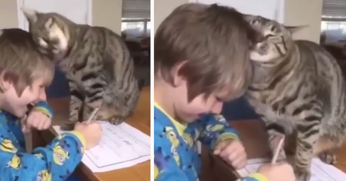 Il gattino “aiuta” a modo suo il bambino a fare i compiti (video)