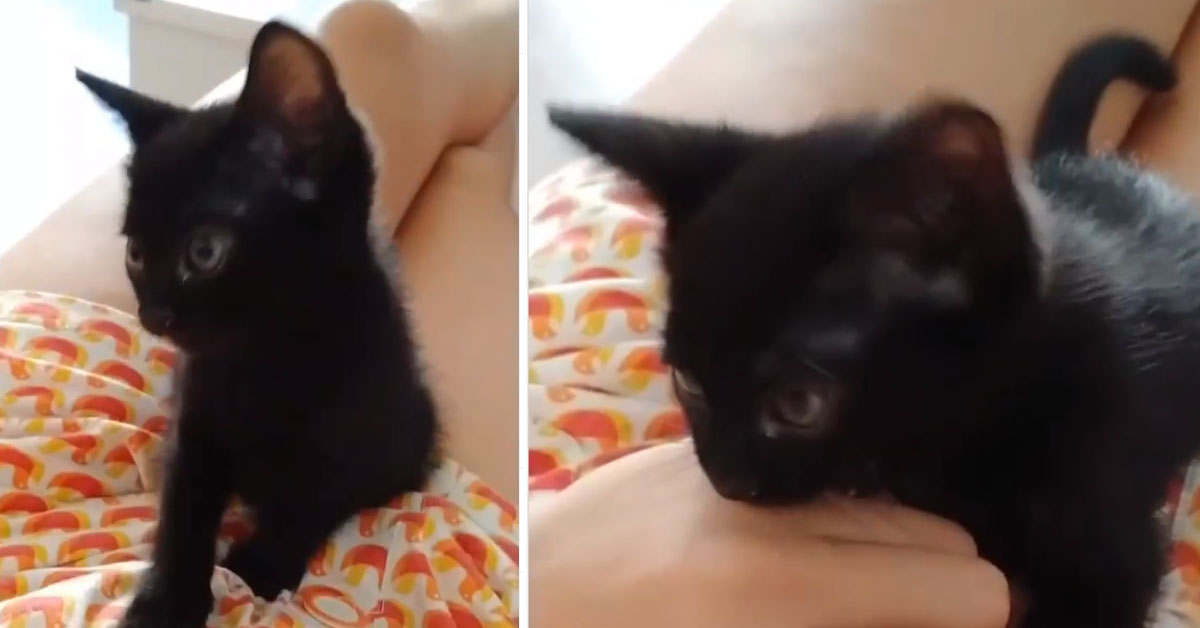 Il gattino nero che nessuno vuole adottare a causa del colore del suo pelo che ora cerca la felicità (video)