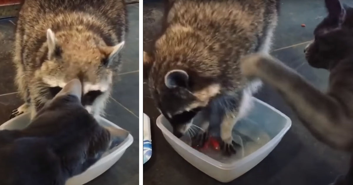 Il gattino non vuole che il procione tocchi la sua acqua e la sua reazione diventa virale (video)