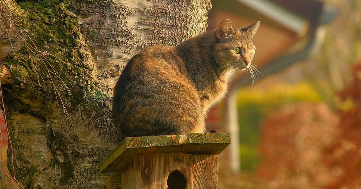 Gatto che osserva