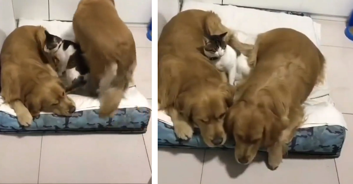 Il gattino si mette in mezzo ai due Golden Retriever e si prepara per dormire (video)