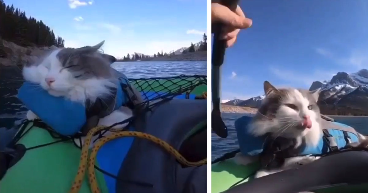 Il gattino si rilassa su un gommone e il video conquista il web