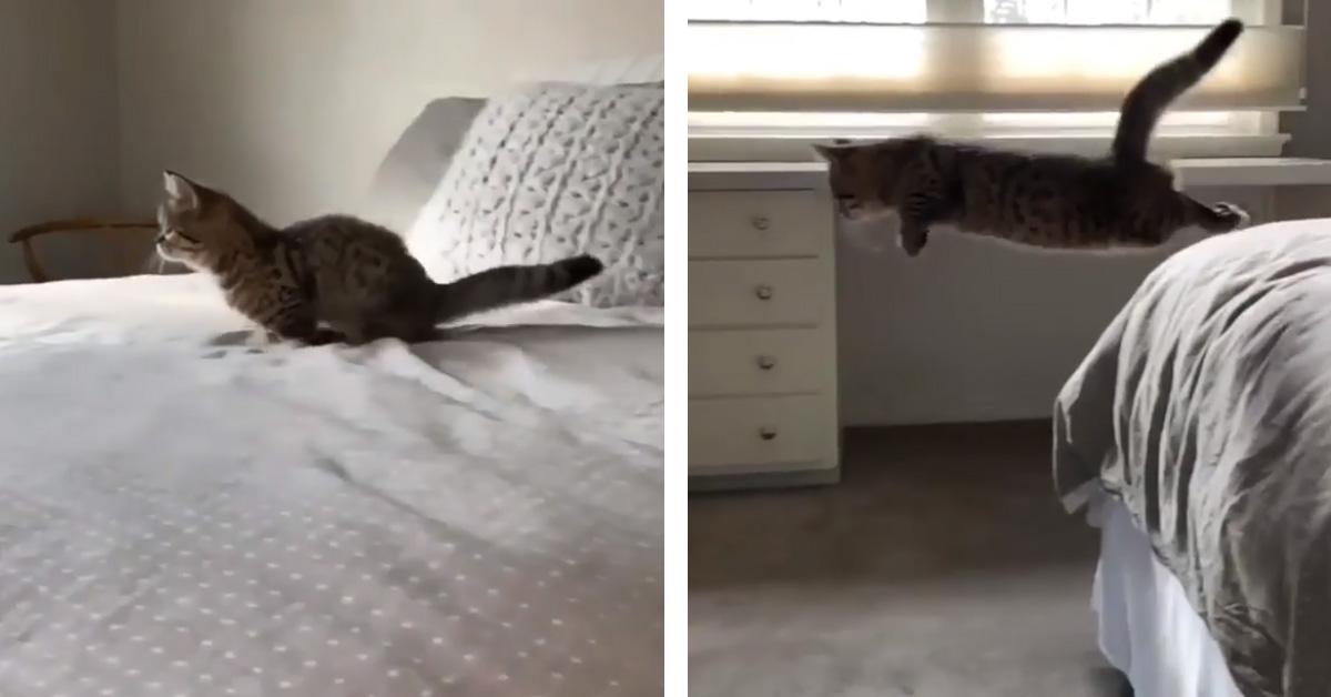 Il gattino spicca un gran salto dal letto, ma niente va come previsto (video)