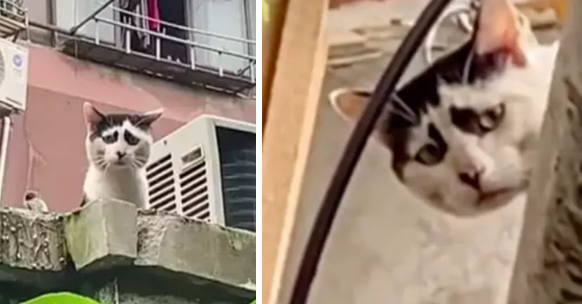 Il gattino triste di Shanghai che non può cambiare espressione e che fa impazzire il web