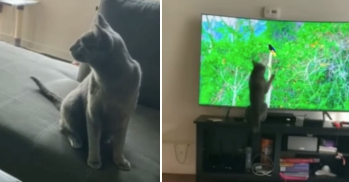 Il gattino vede un uccello alla tv e decide di attaccarlo (video)