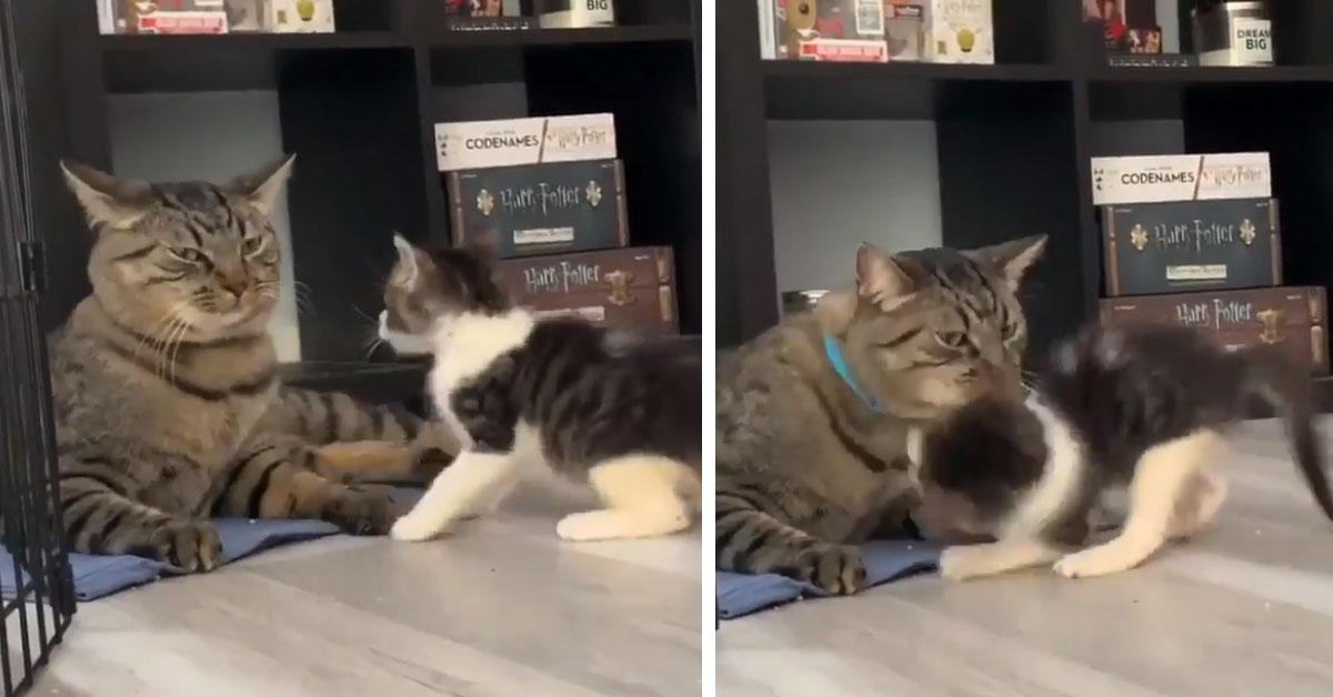 Il gattino vuole giocare con il felino adulto, ma quest’ultimo non è molto d’accordo (video)