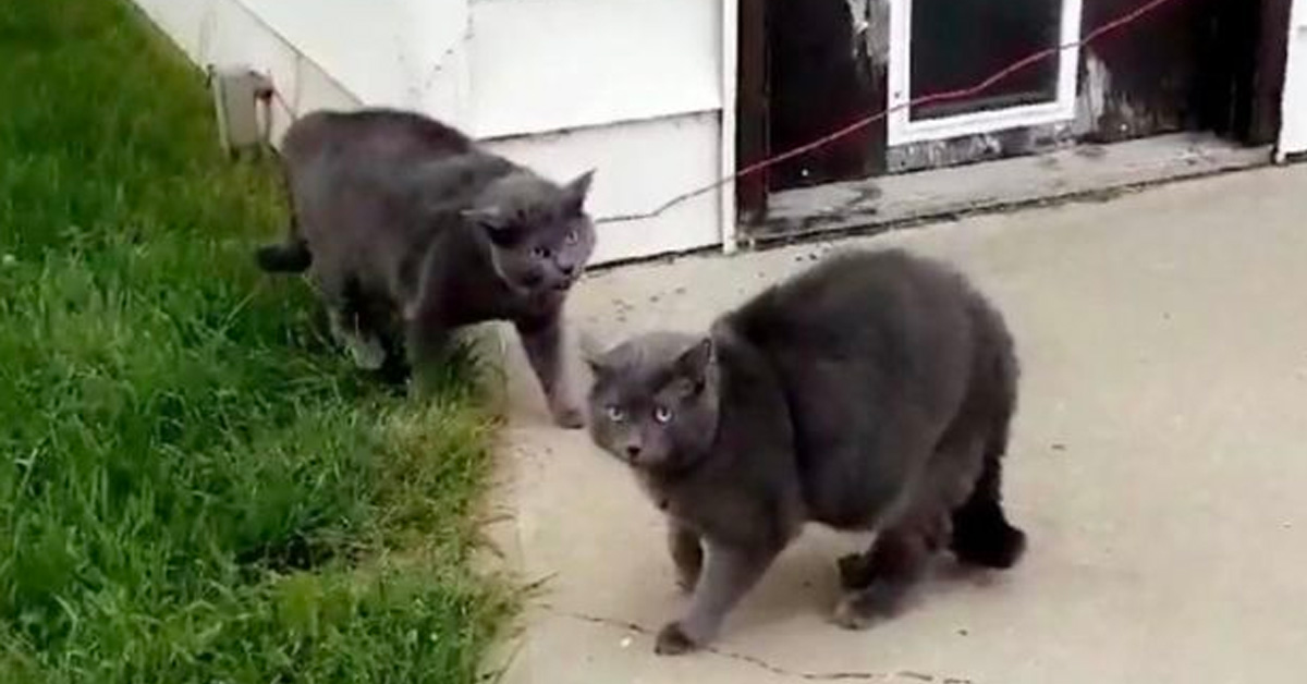 Loki, il gattino che è rimasto stupito di trovare il suo sosia in giardino (video)