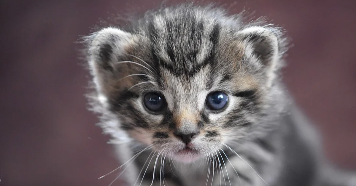 Lucky, il gattino sepolto dal catrame salvato in extremis che ora vuole essere felice