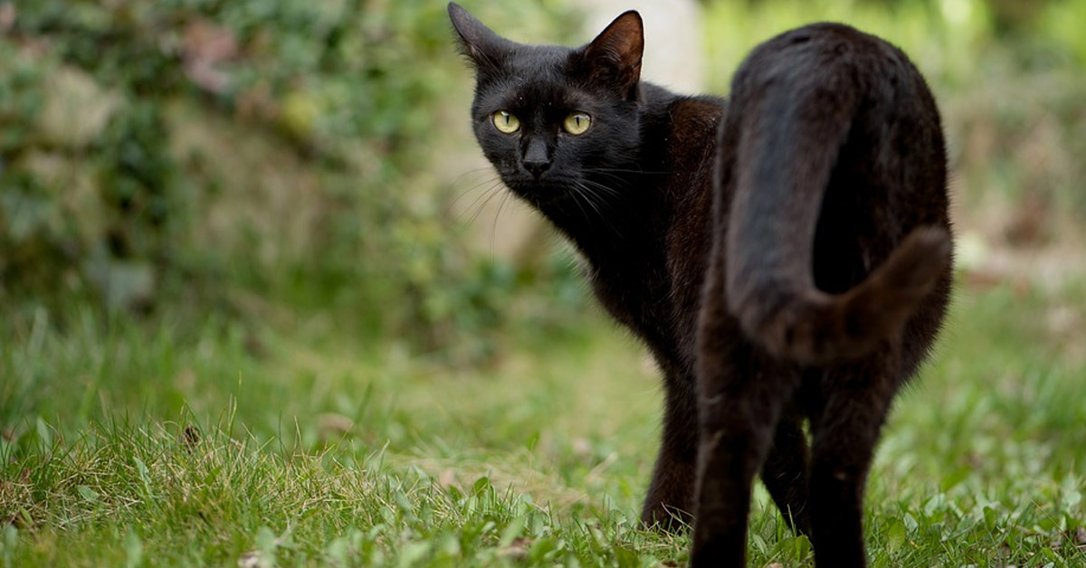 Gatto che osserva